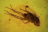 Fossil Fly (Diptera) In Baltic Amber #90871-1